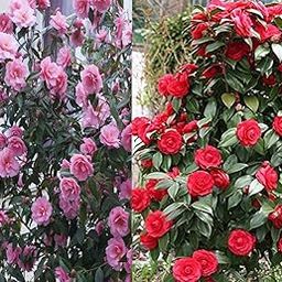 Japanese Camellia Live Plant, Camellia Japonica, Pink and Red Flowering Shrub, Garden Plant pack of 2 vareities-4