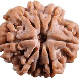 Seven Mukhi Rudraksha bead Original Certified, seven Face Rudraksha Satmukhi Rudraksha By Certifiedx15-picture-15