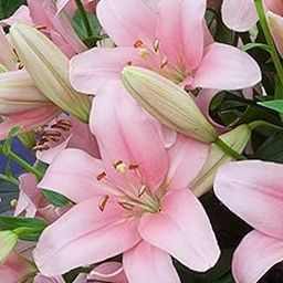 PLANTOGALLERY Asiatic Lily Imported and Hybrid Flower Bulbs Good Germination - Pack of 2 Bulbs (Pink) (PL-0SEED73)-picture-12