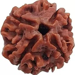 shivtantra 4 mukhi Rudraksha is Original bead Certified, Quality Pure Char Mukhi Rudraksha four Face Chaturmukhi Rudraksha Pendant Chaarmukhee Rudraksha beadX24-picture-2