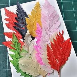 BRIGHTAIL INFRA Natural Real Pressed Dried Flowers for Art Craft Mixed Soap, Candle, Scrapbook, DIY, Resin Tray Jewellery, Pendant (Multi Color Pressed Ferns 10 in 1)-image-94