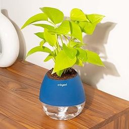 Kyari Golden Money Live Plant with Blue Self Watering Pot - Oval Pot 4 Inch-image-7