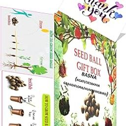 Easy Grow Seedballs-Growable Seed Balls Of Basna(Agati/Sesbania Grandiflora/Hummingbird)(1 Gift Box Pack Of 10 Seed Balls) With Red And Green Amaranthus Seeds-image-73