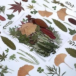 100 PCS Real Dried Pressed Greenery Leaves Natural Plant Herbarium for DIY Resin Mold Jewelry Making Craft (20 Styles)-image-54
