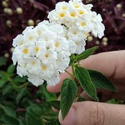 Lantana Live Plant White Flower 1 Healthy Live Plant With Black Pot-image-16
