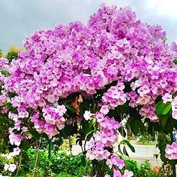 Garlic Vine Climbing Flowering Plant or Garlic Vine Outdoor Garden Balcony Flowering Natural Creeper Plant/Hybrid Plant/Live Plant/Dwarf Varify/Garlic Vine |Bloom Yard(Mansoa Alliacea)-image-101