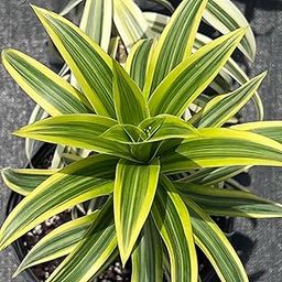 Air purifier plant for bedroom,Song of India (Pack of 1)-image-78