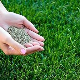 American Grass Seed – Premium Blend for Outdoor Landscaping | Thrives in Sun and Shade | Durable, Low-Maintenance Lawn Solution for Gardens, Yards, and Open Spaces(PACK OF 3000)-image-3