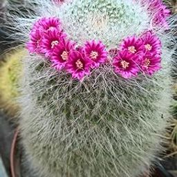 Mammillaria Pectinifera Live Cactus Plant (Mammillaria elongata) (Mammillaria pseudoperbelle) – Rare Miniature Succulent for Home or Garden Pack of1 without Pot Indoor - Outdoor-image-82