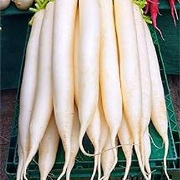 Radish |Mooli | Mulangi Vidhai Best for Home and Terrace Garden - 250 Seeds-image-15