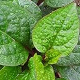 Anuraj farms Giant Malabar Spinach live plant, KODI PASALAI, Poi Ka Saag,baccalikūra, basale soppu, Vining Green Plant Ceylon, Vine Spinach, Creeping Leaf-image-77