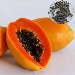 papaya seeds for planting Pack Of 550-image-47