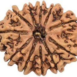 SRT Rudra 100% AAA+++ Quality Nepal Rudraksha(20.15mm) by Lab Certified-29