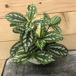 Mphmi Nursery Plants Live Delhi NCR Pilea Cadierei, Pilea Aluminium, Watermelon Pilea - Plant-image-93