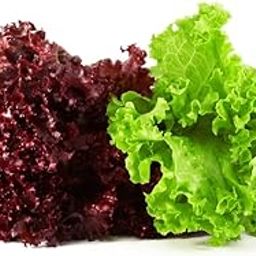 SimXotic Combo of Lettuce Salad Patta Seeds - Red & Green Varieties (50 Seeds Each; ORGANIC)-image-66