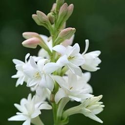 Audbhidhi tuberose Flower Bulbs For Home Gardening (pack of 20 bulbs)-image-49