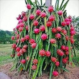 The Entacloo Dragon Tree (LV-225)-image-85