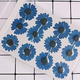 Blue Pressed Daisy Flower for Resin Art, Decoration, Art & Craft DIY Resin Art Jewelry, Pack of 1 -Diasy Flower Set of 12-image-65