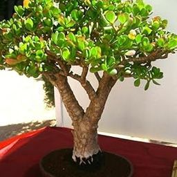 Indoor Jade Plant, Live Succulent Bonsai Tree, Full Sun to Partial Shade, Green (pack of 01)-image-4