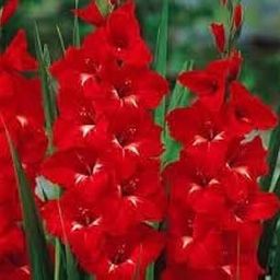 Gladiolus 'Trader Horn' Flowering Bulbs (Pack of 10) | Premium Flower Bulbs for Home Gardening | Fresh Bulb for Flower Pots-image-1