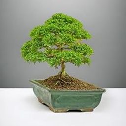 Ficus bonsai plant live,Japanese Kingsville Boxwood Bonsai Tree,7 Years old Plant Pack of 1 With pot-image-92