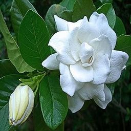 IXORA Gardenia Gandharaj Cape Jasmine Highly Fragrant Flower Shrubs Live Plants & Tree(1-2 Feet Size)-picture-12