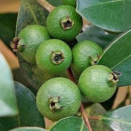 Hug A Plant | Munthiri Pera/Grape guava (Psidium guajava) Fruit Live Plant (Home & Garden)-image-43