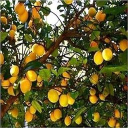 Knessin Large Size Lemon Tree Seeds-[50 Seeds]-image-7