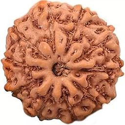 9 Mukhi Rudraksh Rudraksh Rudraksha Bead,Certified, Original Rudraksh Bead/Natural Rudraksha Bead (Brown) with Certificate and Puja Instructionsx90-image-93