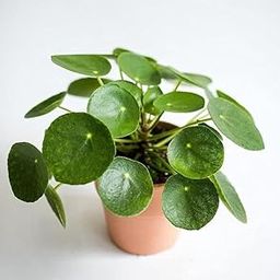 Chinese Money Live Plant, Air Purifier Best Plant For Indoor With Pot (Pack Of1)-image-31