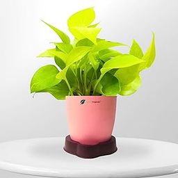 Green Tropicals Golden Money Plant With Self Watering Pot (Peach), Indoor Low Maintenance, Air Purifying, Perfect for Home and Office, Gifting-image-36