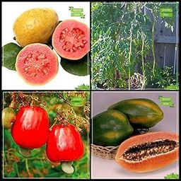 Creative Farmer All Season Garden Seeds Combo Fruit : Lemon Guava, Moringa, Cashew, Papaya Fruit Terrace Gardening-22