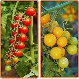 Beejhub-Tomato Seeds | Home and Terrace Gardening | 2 Varieties Tomato | Easy to Grow |Vegetable Seeds|100+ seeds | Hybrid Variety| Good Germination Rate-image-17