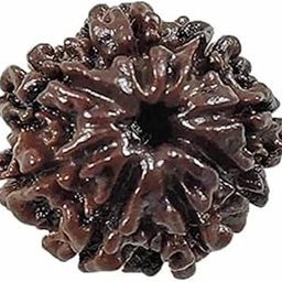 ShivTantar 8 mukhi Rudraksha Natural Bead & Certified, Astrological Eight Mukhi Rudraksha Bead/Faced Rudraksha | Positive Effect | Unisex Both for Men & Womenx13-picture-17