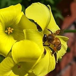 Radha Krishna Agriculture® Imported Veriety Oxalis triangularis plant Flower Bulbs mix color Flower bulbs For Home Garden pack of 2-image-98