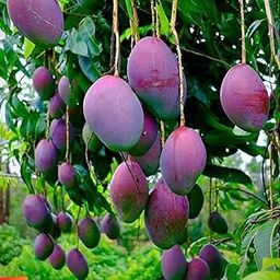 Dejestqoo Black/Blackie Mango Plant (Grafted Plant Height 2-3 Feet) Hybrid 1 Healthy Live Frout Plant For Home Garden Fruit After 2-3 Years Grafted Mango Tree-image-2