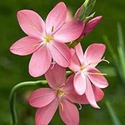 Ritz Farming ixia flower bulbs Mixed Colour African Corn Lily Bulbs Mixed Lilies,Lily Bulbs for Planting Colourful Collection Summer Flowering Bulbs.(Pack of 2 Bulbs)-image-17