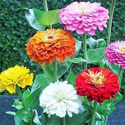 Gromax India Beautiful Fragrance Zinnia Mix Flower Seeds Update New Quality Best For Summer Season (Hybrid) Zinnia Flower Seeds For Home Decoration & Home Garden (Zinnia Mixed)-image-50