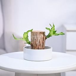 UGAOO Brazilian Wood Live Plant with Ceramic Bowl | Indoor Live Lucky Brazilian Wood Plant for Living Room, Home, Office, Table, Kitchen & Desk Decor-picture-17