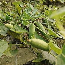 Live Desi Parwal Plant Root (Male & Female) – Pack of 5-image-120
