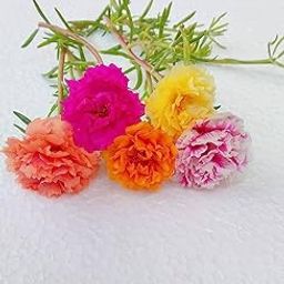 Portulaca double flower plant live multicolour (2 Cuttings Different Colour)-image-28