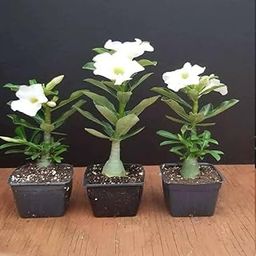 Bonsai Air Layered Adenium/Desert Roses Live Flower Plant,1 Healthy Live Decorative Flowering Plant, 1Ft Height in Nursery Grow Bag for Home Garden CF_20655-image-89