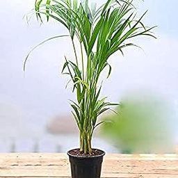 The Entacloo Areca Palm (LV-488)-image-24