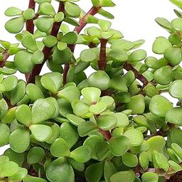 Kuber Plant Leaf Normal-picture-13