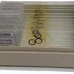 AIM Meiosis Slide Set (Onion Bud)-16