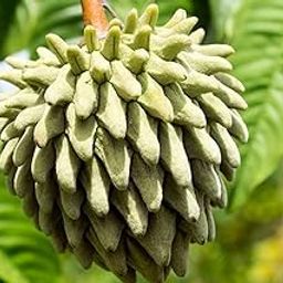 Creative Farmer Rollinia - Deliciosa Best Fruit Plants For Home Healthy Live (Healthy Live Plant)-image-40