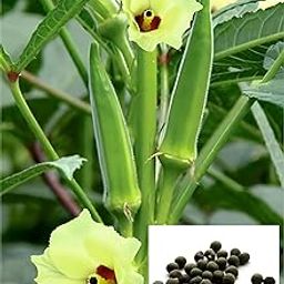 Summer Season Green Velvet Okra Seeds, Organic Heirloom Ladies Finger Bhindi, 50+ Seeds for Home Garden-image-8