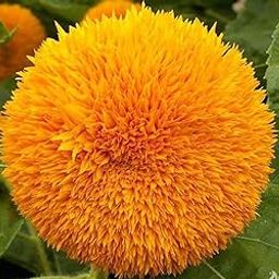 Sungold Yellow Flower Seeds – Pack of 50 – Golden Blooming Marigold Type Annual Seeds for Home Garden, Pots, Borders & Landscaping-image-38