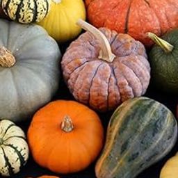 Gebdinsh Garden® Imported Pumpkin Vegetables Seeds For Gardening | Pack 30 to 40 Seeds (Multicolor)-image-96