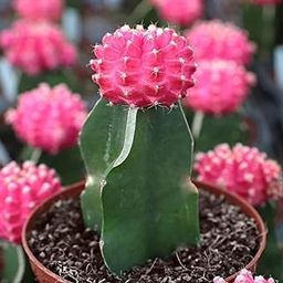 Very Beautiful Rare Exotic & Speacil Plants For Pink Moon Cactus(Pack Of-1) Live Plant Air Purifier Healthy Indoor Plant For Office Table/Computer Table/Home Decoration With Pot.-image-93